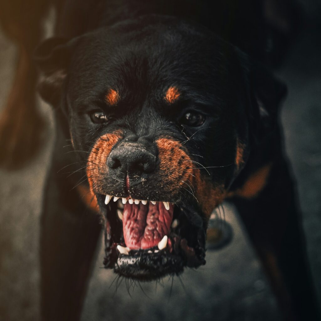 Aggressive Rottweiler snarling showing teeth — San Francisco dog bite lawyer John J. Roach