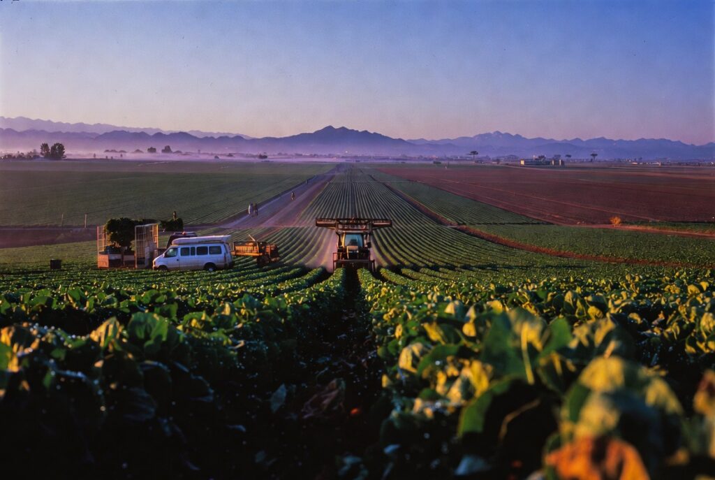 Campos agrícolas del Valle de Salinas al amanecer — donde miles de trabajadores hispanos enfrentan riesgo diario de lesiones en el trabajo, accidentes con equipo pesado, y accidentes en vans de transporte
