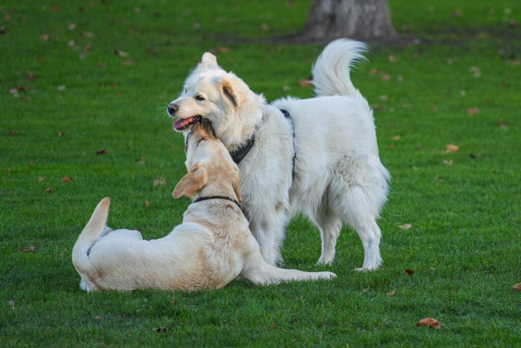 Dog park in San Francisco where dog bite attacks occur — dog bite attorney John J. Roach represents victims throughout the Bay Area