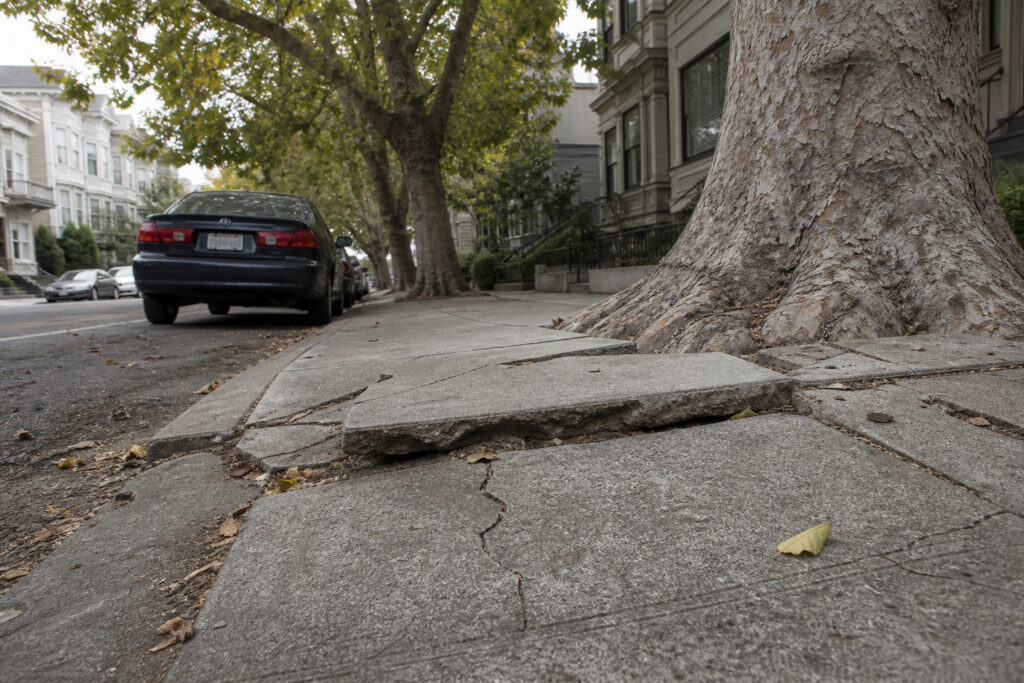 Street tree roots lifting a San Francisco sidewalk